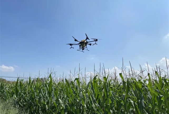 植保無人機助力張家港農(nóng)業(yè)防治水稻病蟲害(圖1)